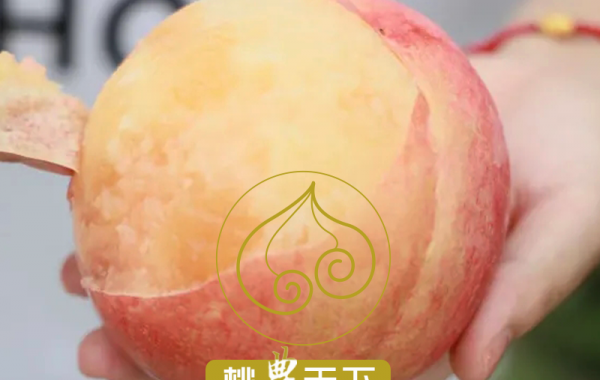 水蜜桃价格