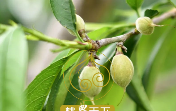 水蜜桃种植